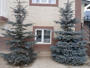 Ковролин: Саженцы деревьев: Ели — 1