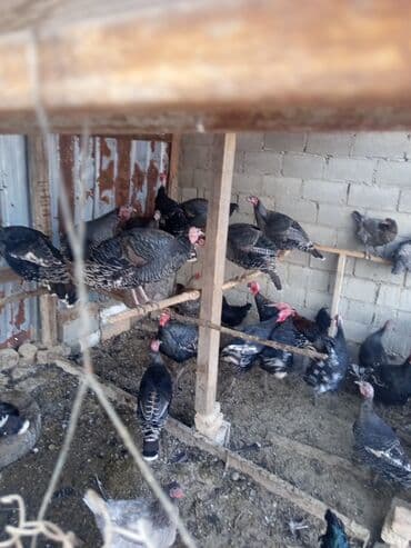 Продаю | Индюшка (самка) | Полукровка | Для разведения | Племенные at lalafo.kg Продаю | Индюшка (самка) | Полукровка | Для разведения | Племенные