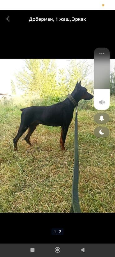 Доберман, 1 год, Самец