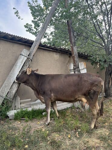 номер некст такси кара балта: Продаю | Корова (самка) | Швицкая | Для разведения, Для молока | Племенные — 3