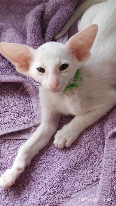 новорожденные котята: Ориентальная, 2 месяца, Мальчик, Рыжий, Приучена к лотку, Проглистована, С документами — 22