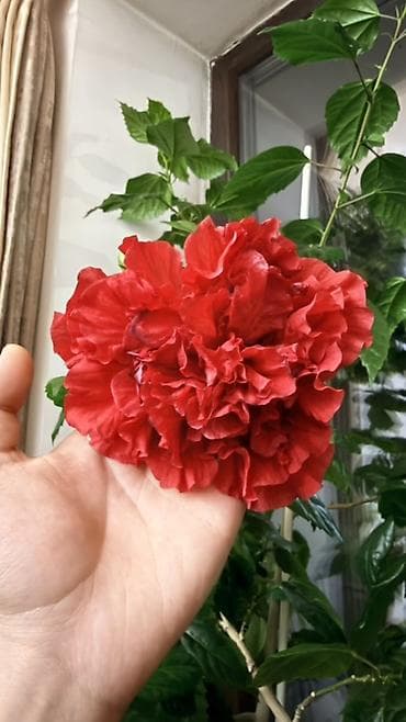баа: Гибискус китайский (Hibiscus rosa‑sinensis), сорт с махровыми крупными — 2