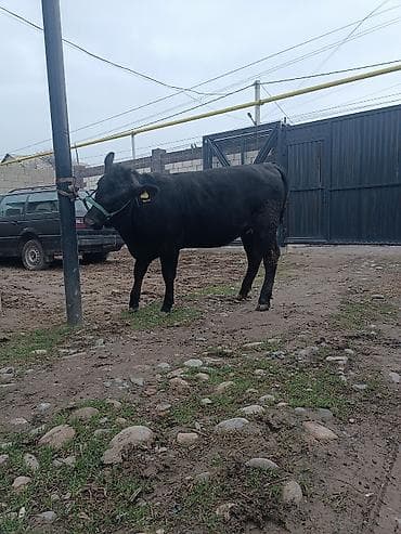 кой аштоо: Продаю | Тёлка | Ангус | Для разведения | Привязанные — 6