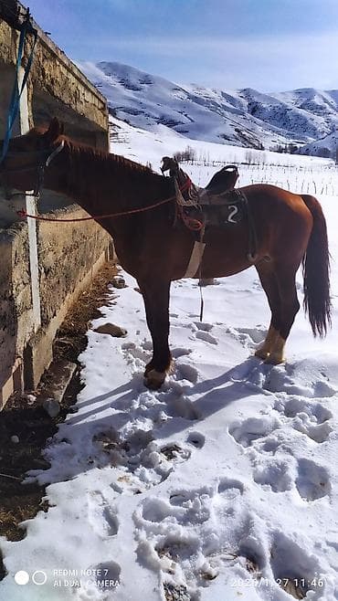 Продаю | Конь (самец)