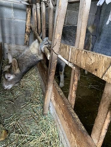 уй животных: Продаю | Козёл (самец) | Для разведения — 6