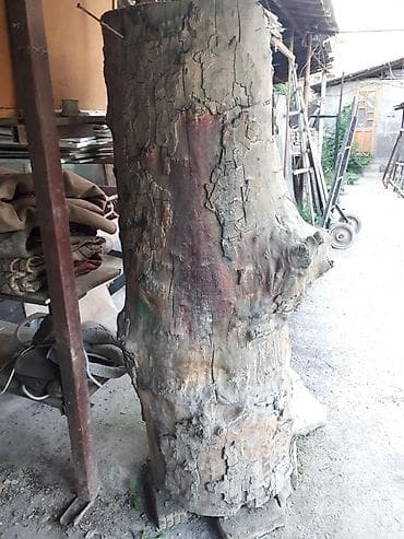 Фанера: Чынар терек сатылат ( бийиктиги 178 см туураасы 58 см ) г. ОШ — 2