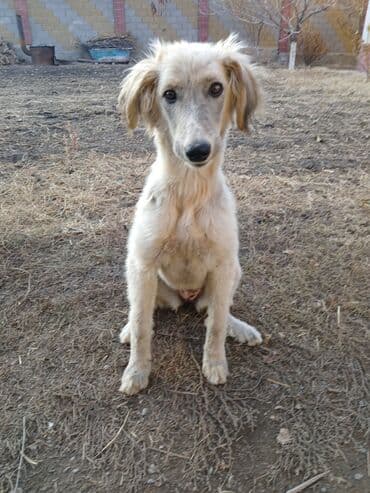 Кошки: Продаю | Кобыла (самка) | Для разведения — 9