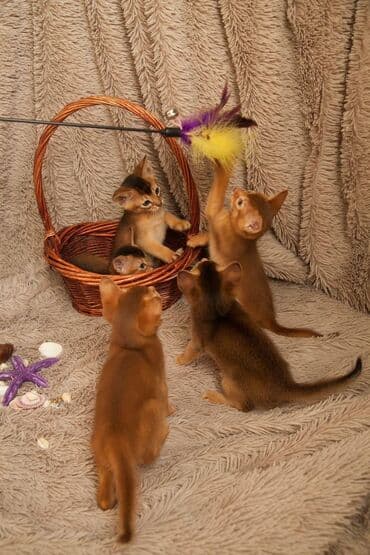 кане корсо купить щенка: Абиссинская, 1 месяц, Мальчик, Приучена к лотку, Проглистована, С документами — 4