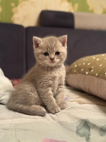кошка шотландская цена: Породистые котята серых и бежевых окрасов. Описание: - Тип — 1
