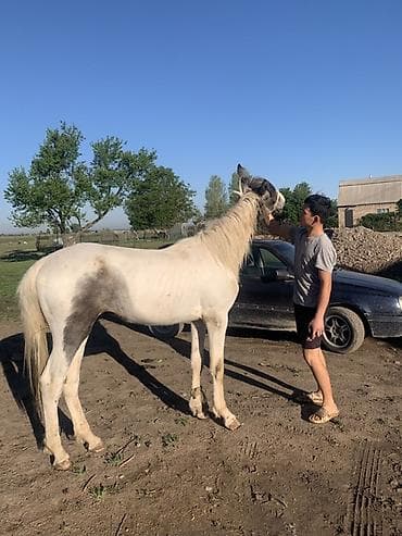 заказ делфин: Продаю | Жеребенок | Рабочий — 1