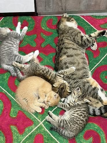 Мышыктар: Котята из одного помёта. Породы/тип: - Шотландские вислоухие (рыжие — 7