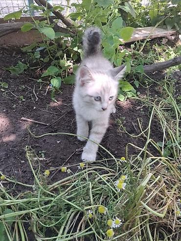 кошка белый: 1 месяц, Мальчик, Метис, Приучена к лотку — 1