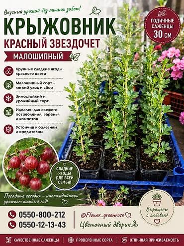 Саженцы крыжовника в продаже. Годичные. Бишкек. Отправка есть — 1