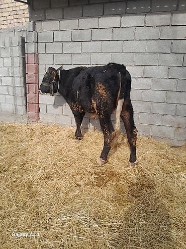 Кемирүүчүлөр: Сатам | Бука (эркек) | Аргын | Бордоп семиртүү үчүн — 7