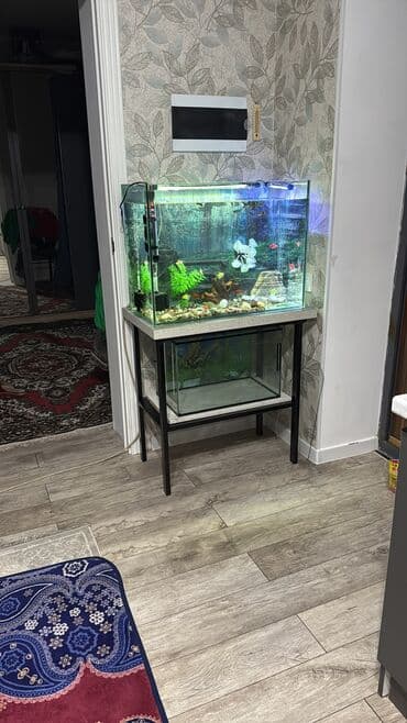 Услуги ветеринара: Аквариумный комплект для домашних рыб - Прямоугольный стеклянный — 8