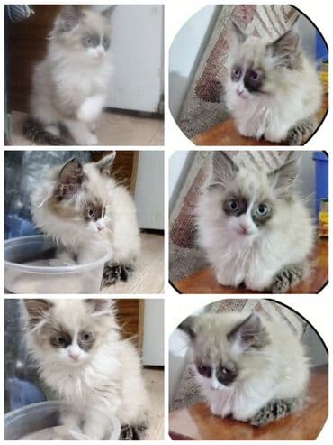 балинезийская кошка цена: Рэгдолл, 2 месяца, Мальчик, Биколор, Приучена к лотку — 2