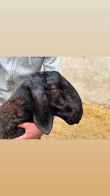 иранский корм: Продаю | Коза (самка) | На забой, Для разведения | Племенные — 1