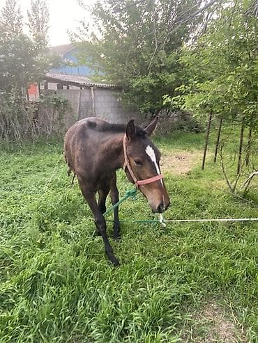 сары булун: Эркек 1 жаш тай — 4