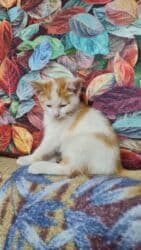 во сколько месяцев стерилизовать кошку: Трое маленьких активных пушистика ищут своего доброго заботливого — 23