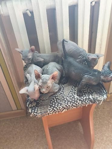 кошки сфинксы: Котята породы сфинкс (вероятно, донской/петерболд тип), помёт из — 1