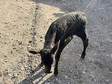 Ветеринар кызматы: Сатам | Музоо — 6