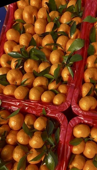 купить семена ячменя: Мандарины Оптом, Самовывоз, Бесплатная доставка, Платная доставка — 2