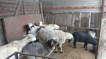 fish eye: Продаю | Овца (самка) | Полукровка | Для разведения | Ярка — 4