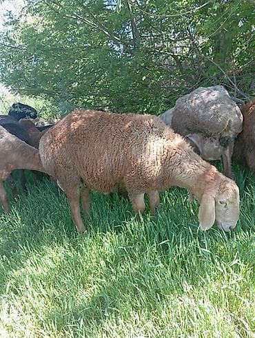 ит атаар: Сатам | Кочкор (эркек) | Арашан | Көбөйтүү үчүн — 4