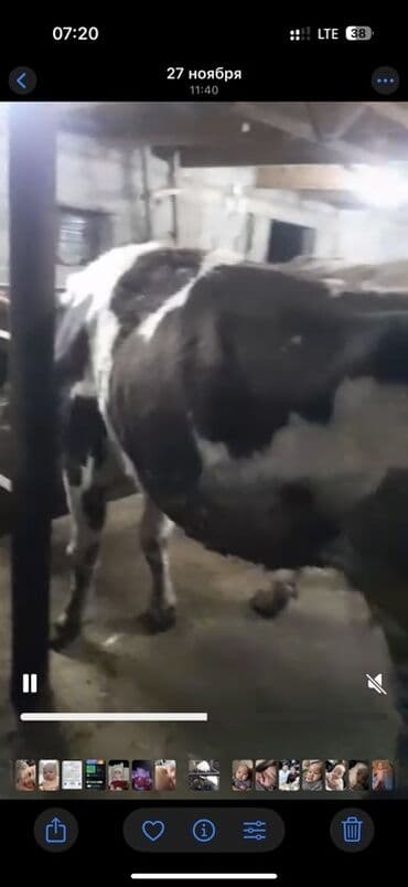 продать животных: Продаю | Корова (самка) | Для молока | Племенные — 3