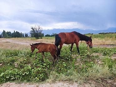 Продаю | Кобыла (самка) | Конный спорт | Племенные at lalafo.kg Продаю | Кобыла (самка) | Конный спорт | Племенные