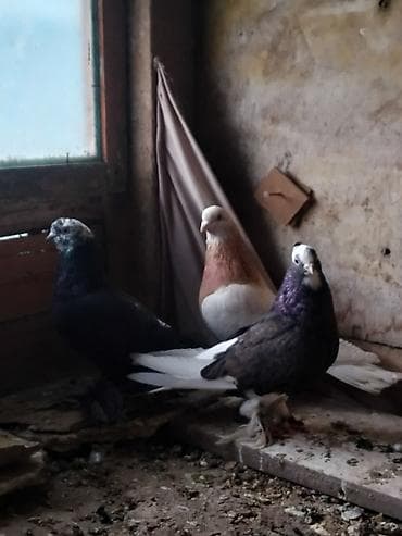 Зоотовары: Продаю голуби🕊 даю гарантием не болеют игра есть одна штука 800сом — 4