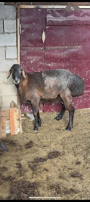 овцы на продажу: Продаю | Баран (самец) — 1