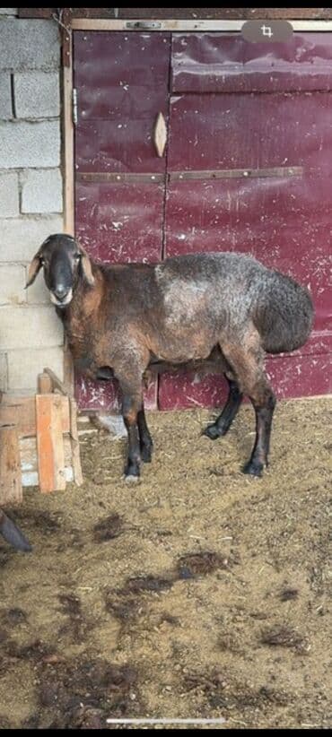 отдам даром щенка ротвейлера: Продаю | Бык (самец) — 2