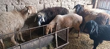 куры цыплята: Продаю | Овца (самка) | На забой — 4