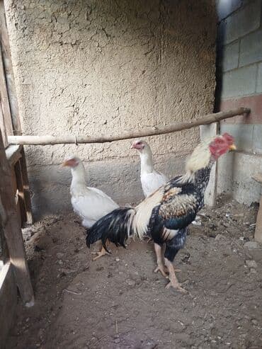 наполнители для кошек: Продаю | Куры — 1