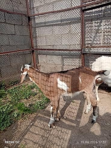 миринос кой: Продаю | Козлёнок | Полукровка | Для разведения | Племенные — 2
