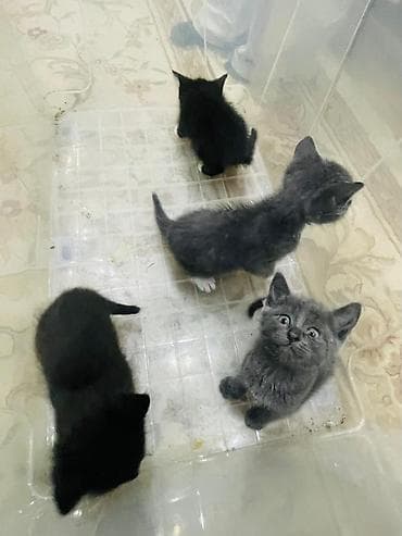 чёрные котята: Котята, помёт из 4 малышей: - Окрас: 2 чёрных, 2 серых (у одного — 6