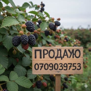 купить саженцы плодовых в бишкеке: Ежавика лох несс лохтей, блек жем, том фри Все местные адаптированные — 2