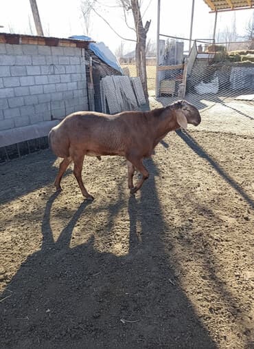 питомники собак в бишкеке: Продаю | Баран (самец) | Арашан | Для разведения | Осеменитель — 1