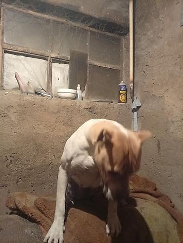 итер: Питбуль, 1 жаш, Ургаачы, Эмделген — 5