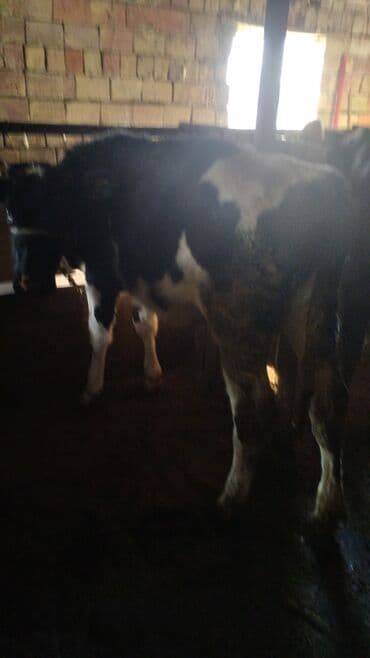 коровы молочной породы купить: Продаю | Тёлка | Для разведения — 1