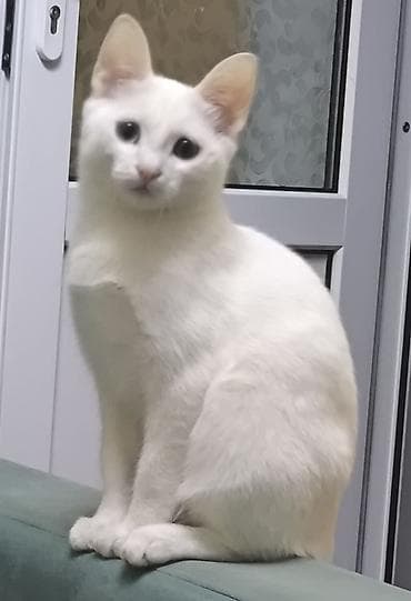 нужна кошка: 4 месяца, Мальчик — 1