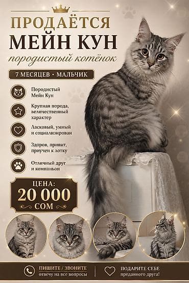 Мейн-кун, 7 месяцев, Мальчик, Серый — 1