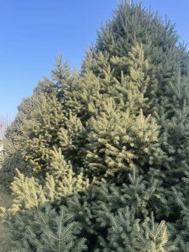 буфет в аренду: Ель голубая (Picea pungens) — крупномерные экземпляры для озеленения — 4