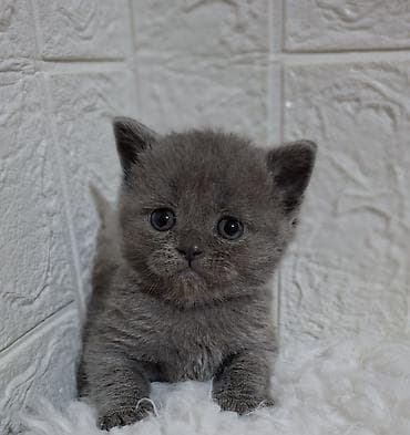 шотландская кошка прямоухая: Продаётся шотландская девочка,скоттиш-страйт,возраст 1,5 — 5