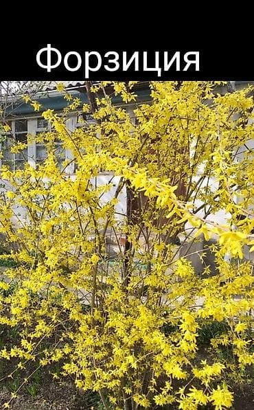 клематис цветы: Клематис Варшавский Найк,достигает до 3-4 м, цветет до снега — 10