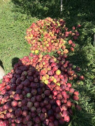 Яблоки Оптом at lalafo.kg Яблоки Оптом