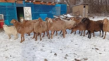 восточно эвропейская овчарка: Продаю | Овца (самка), Баран (самец) | Арашан — 3