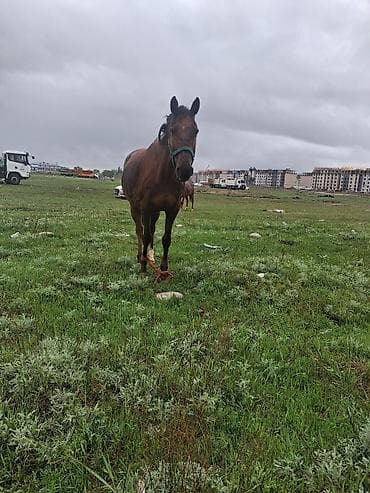 саар уй: Продаю | Кобыла (самка) | Рабочий — 1