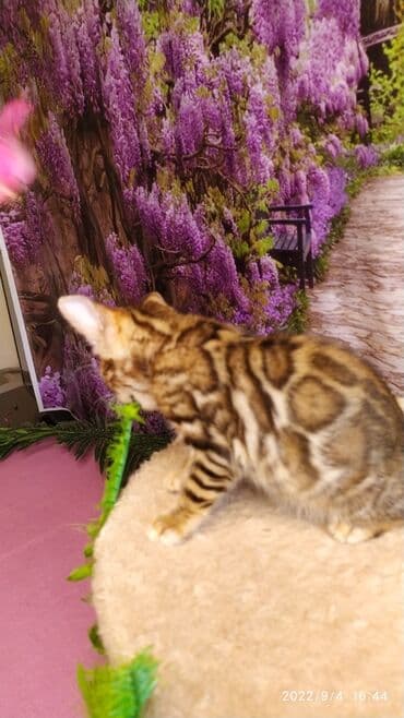 новорожденные котята: Красивейшие Бенгальские котята 3мес девочки и мальчики. Проф питомник — 12
